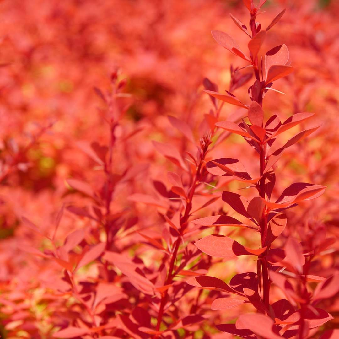 Close up of the vibrant orange foliage of Sunjoy Neo barberry 