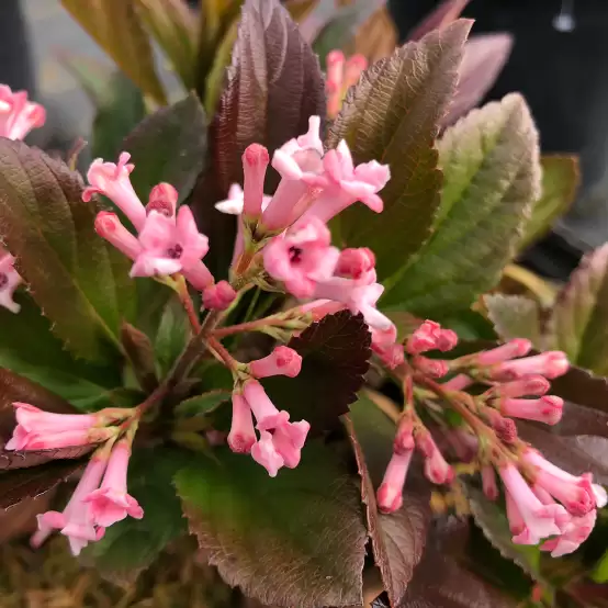 A cluster of early spring pink flowers on Sweet Talker viburnum