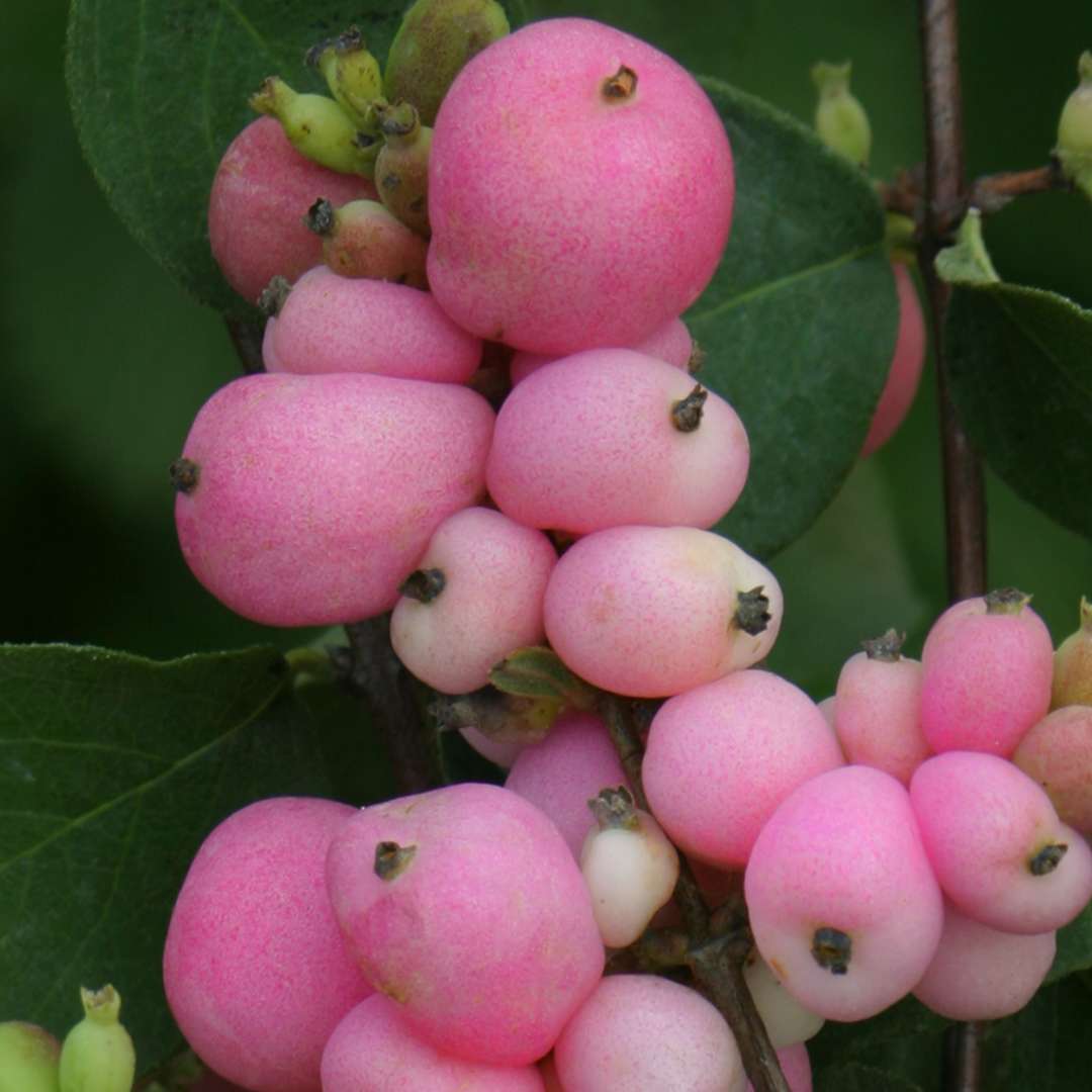 Close up of berries of Amethyst Symphoricarpos aka coralberry