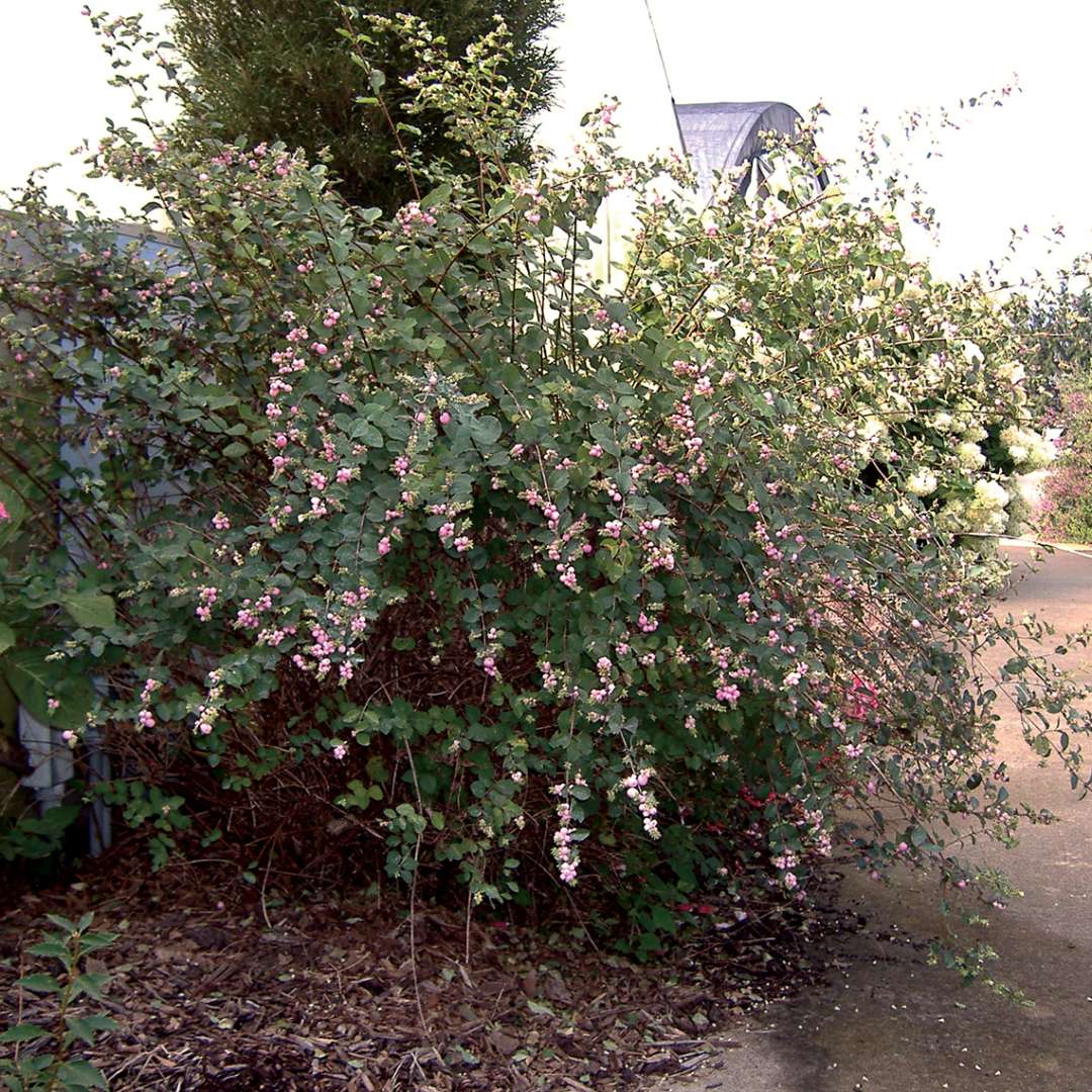 A large specimen of Amethyst Symphoricarpos in a landscape