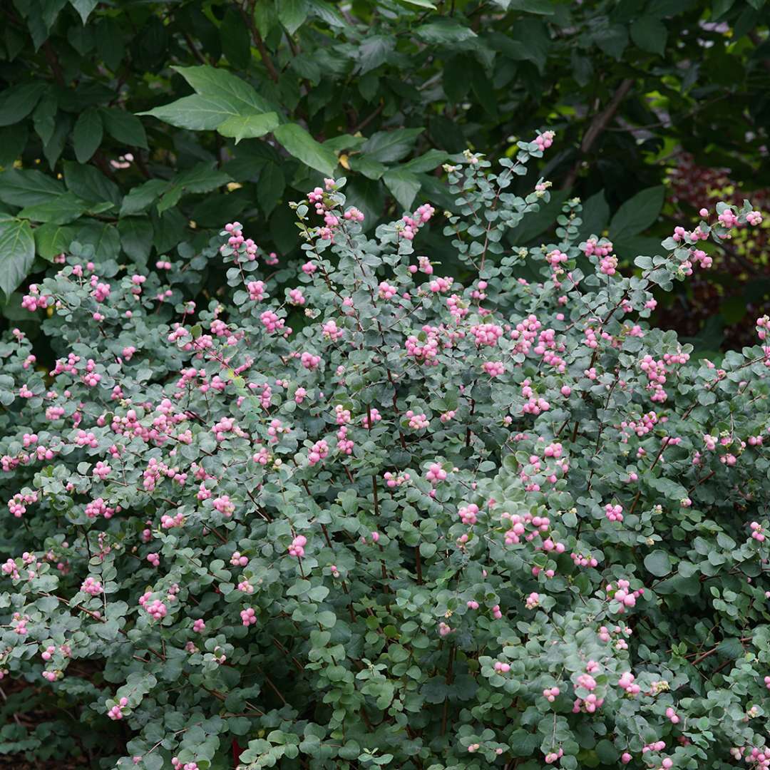 Proud Berry symphoricarpos shrub in a landscape