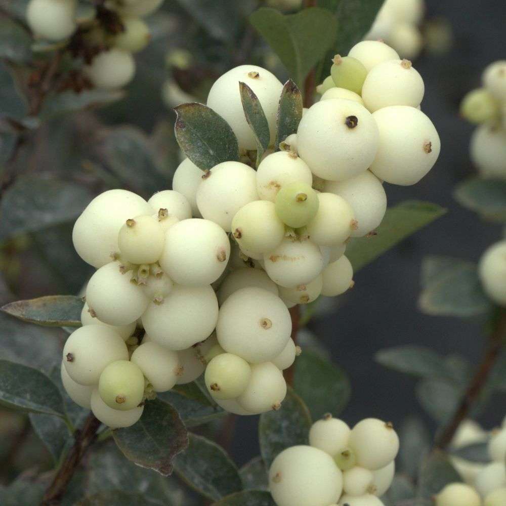 Close up of the large white berries of Proud Berry Pearl snowberry