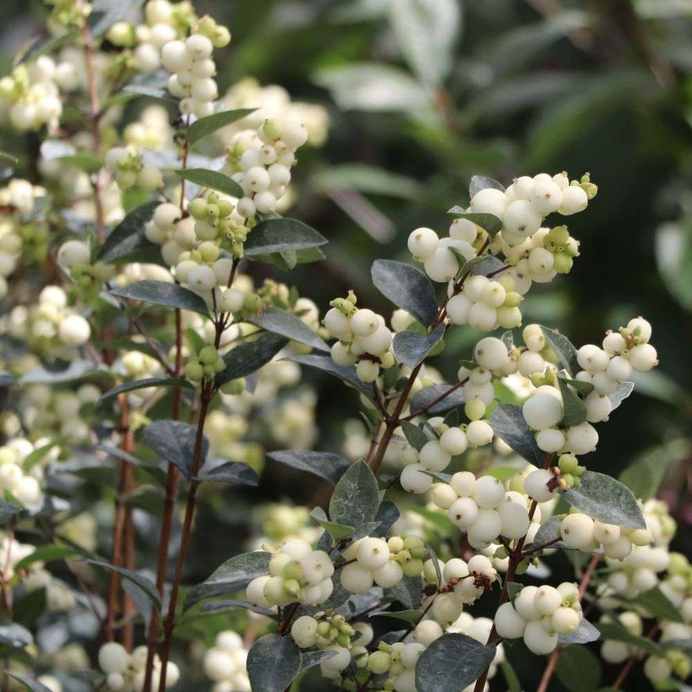 Proud Berry Pearl snowberry covered in large white berries in a landscape