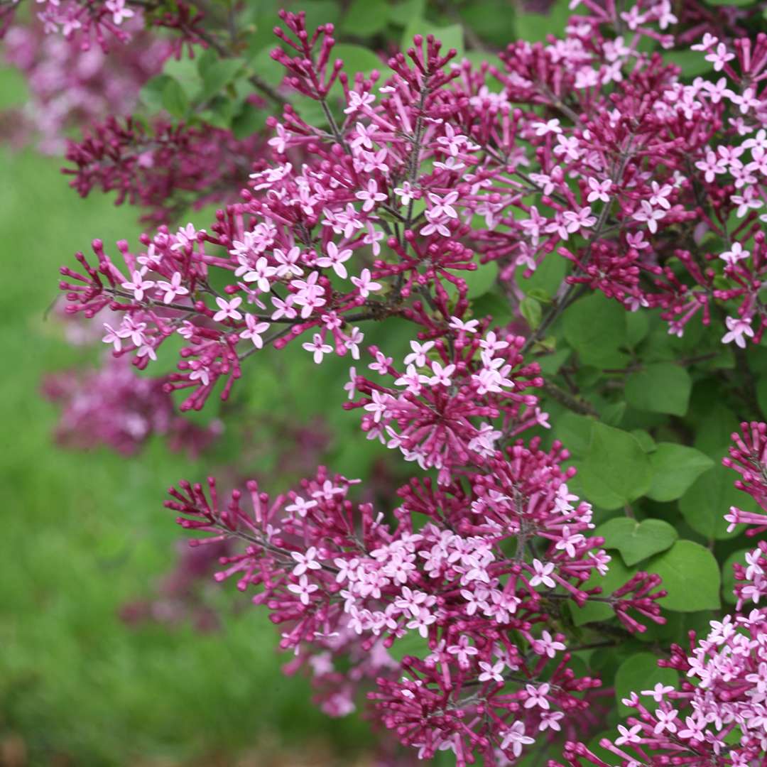 Closeup of the flowers of Bloomerang Dark Purple reblooming lilac