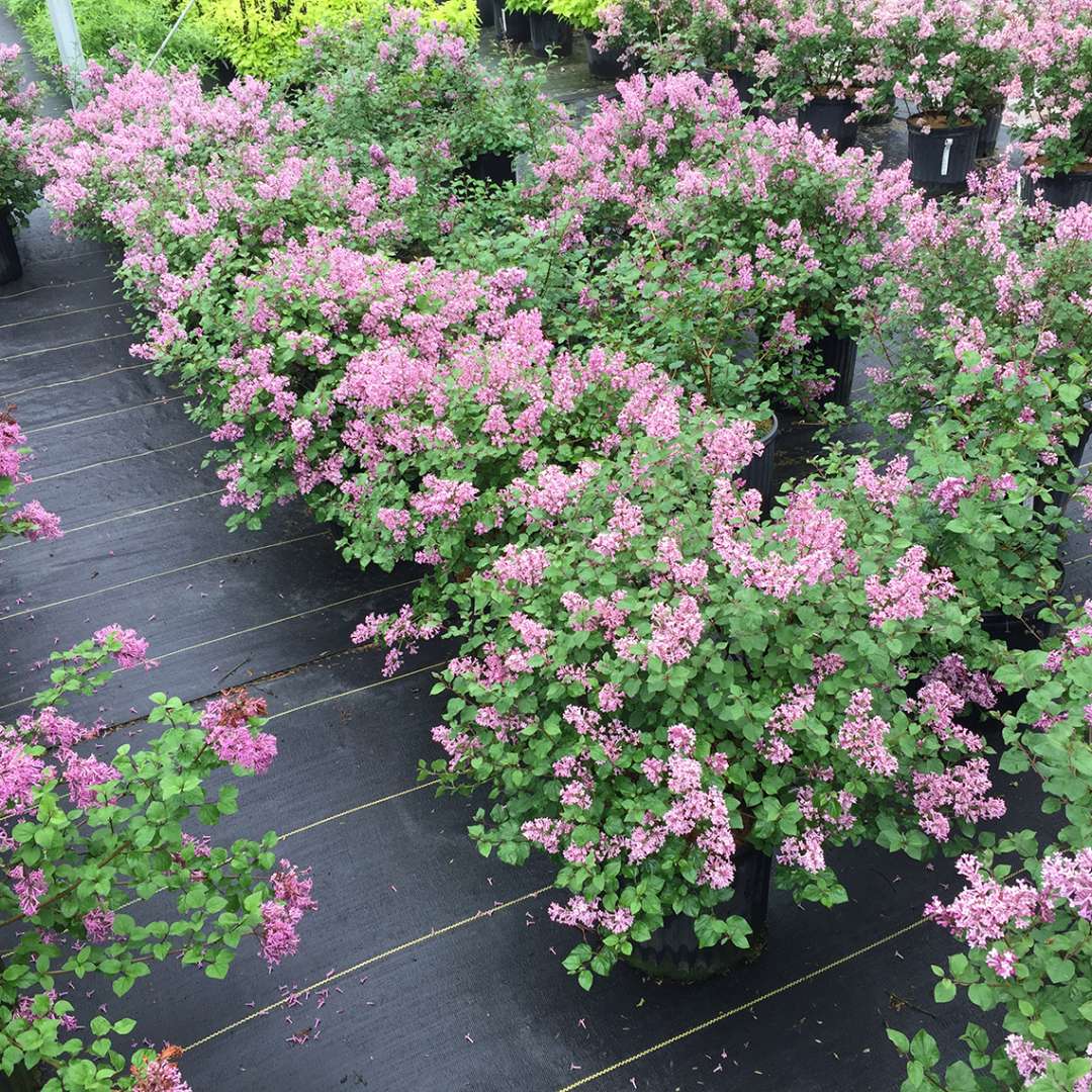 Bloomerang Dwarf Purple reblooming lilac in pots in a nursery setting