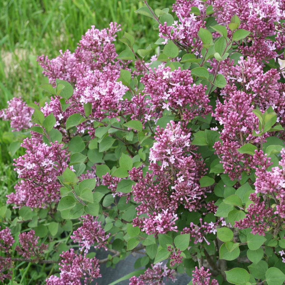 Bloomerang Dwarf Purple reblooming lilac flowers