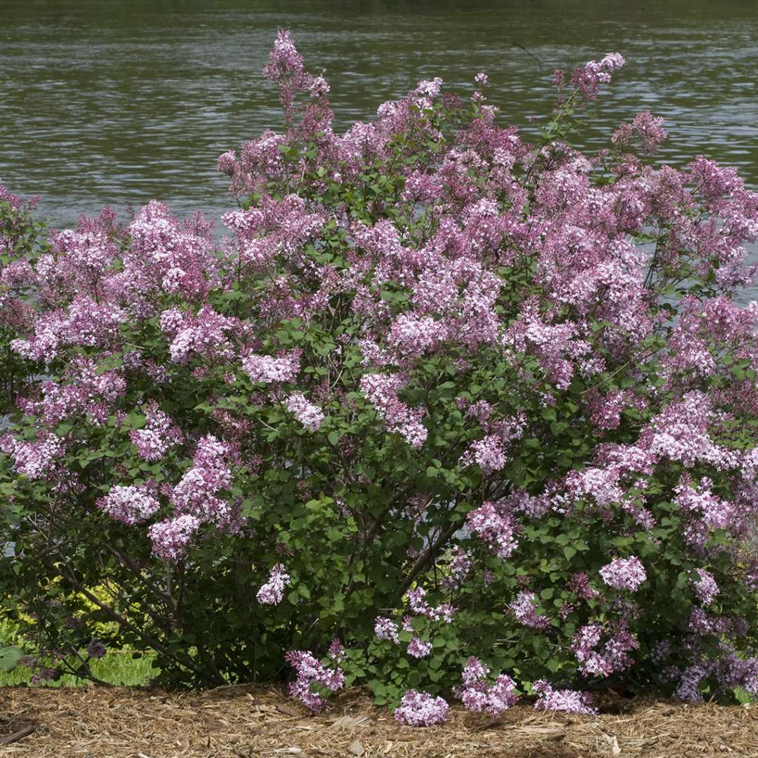 Bloomerang Pink Perfume reblooming lilac blooming in the landscape