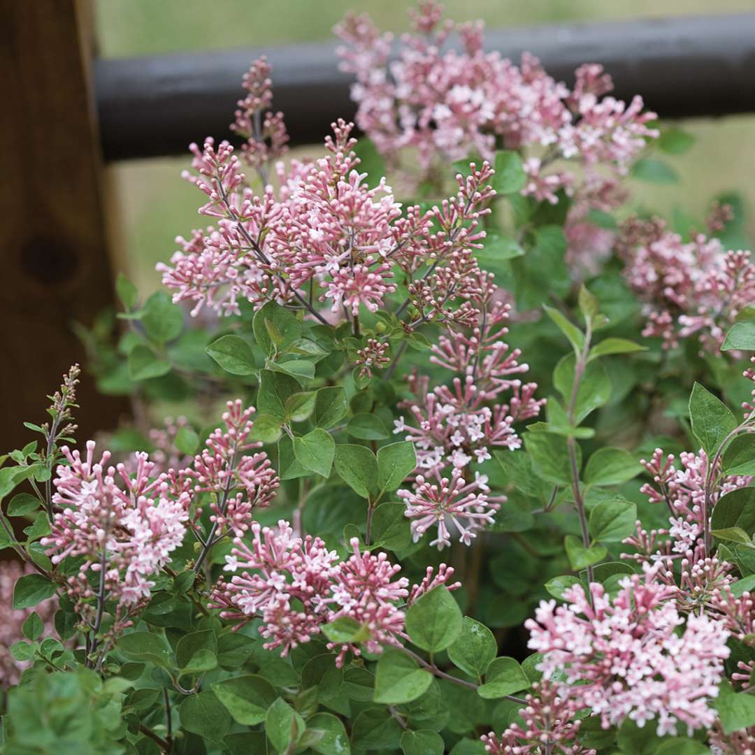 The flowers of Bloomerang Pink Perfume reblooming lilac closeup