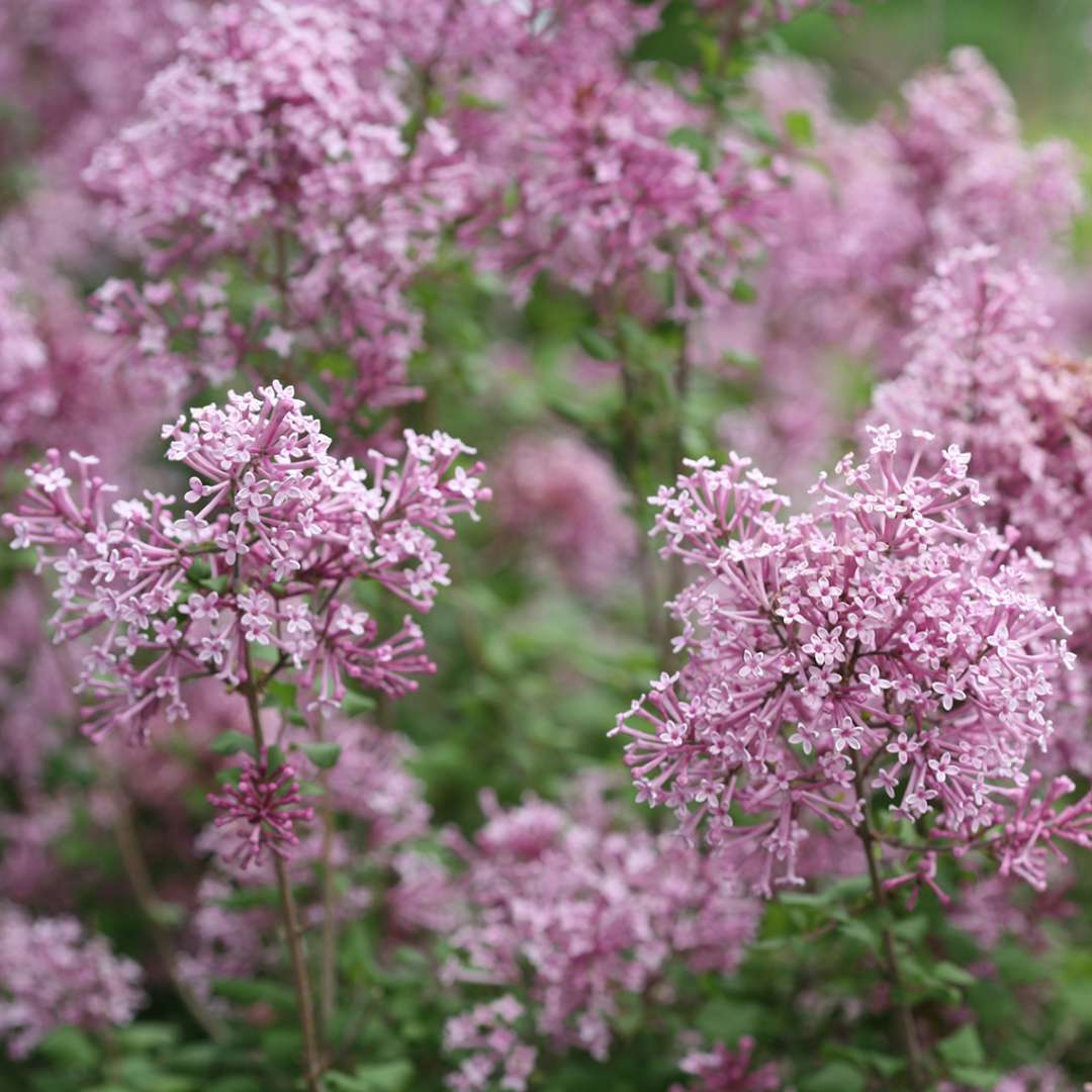 Closeup of the blooms of Bloomerang Purple reblooming lilac