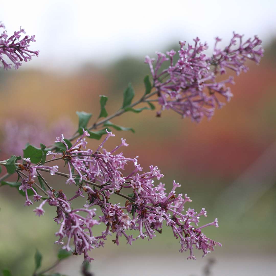 Purple flowers of Bloomerang Purple reblooming lilac against a backdrop of colorful fall foliage