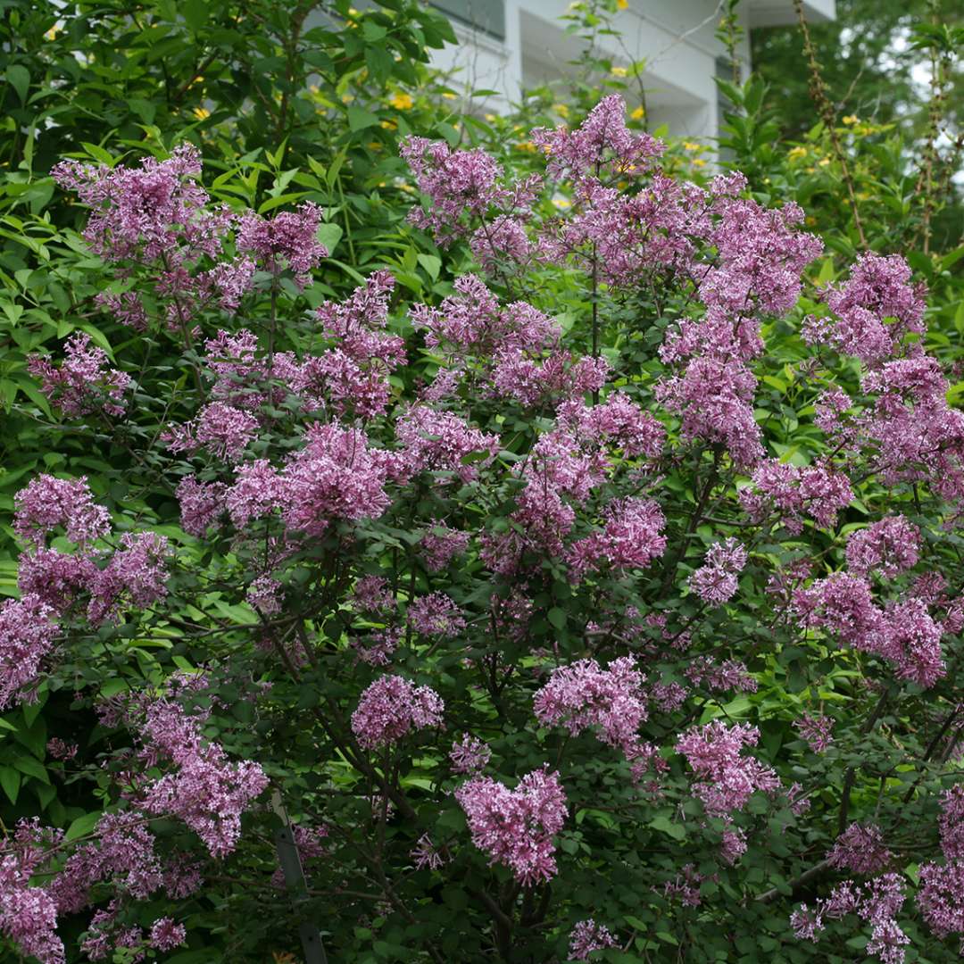 Bloomerang Purple reblooming lilac in full bloom in May