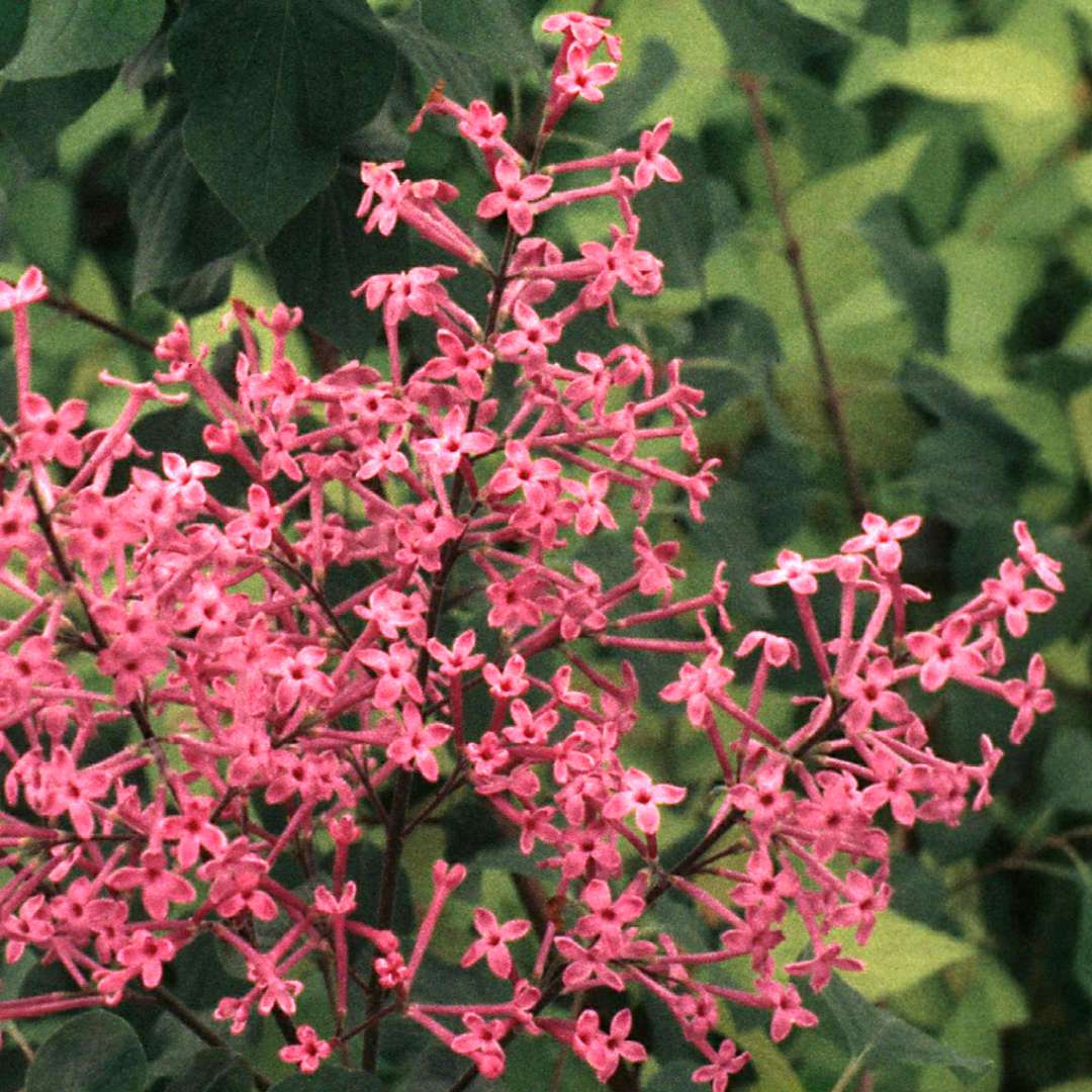 George Eastman lilac has carmine pink flowers