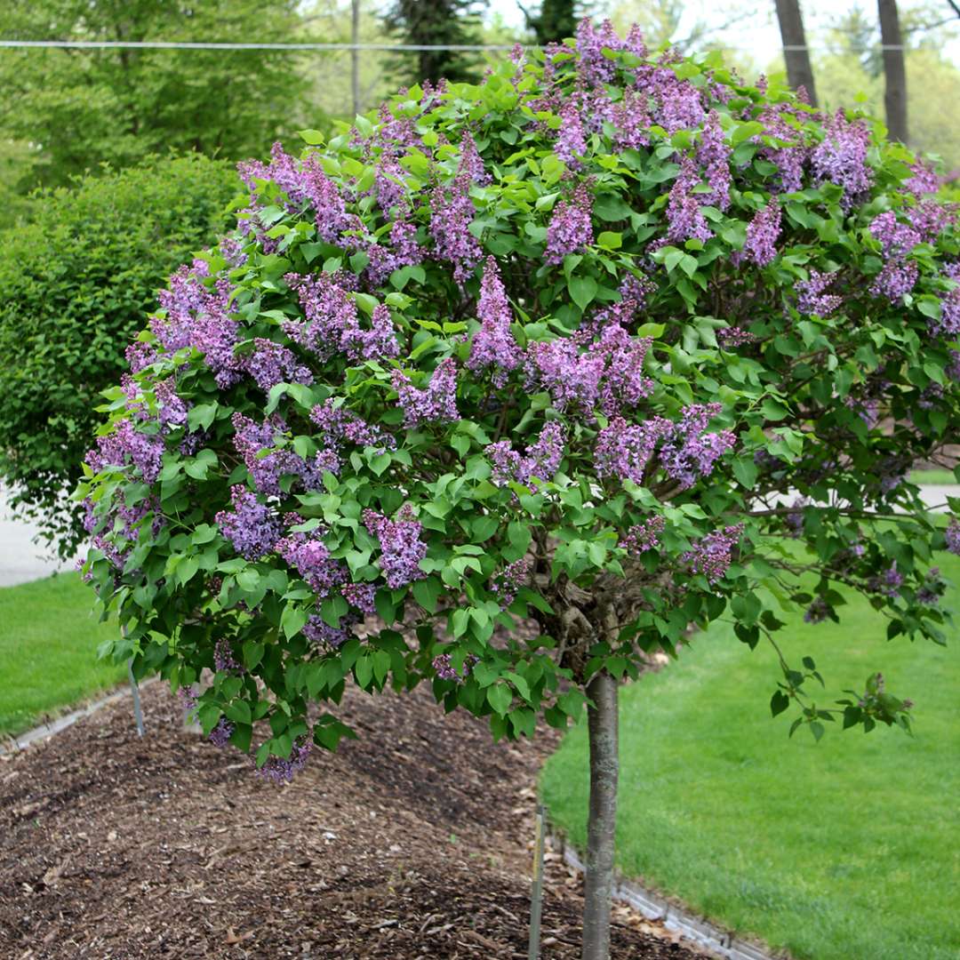 A tree form specimen of Prairie Petite lilac in bloom