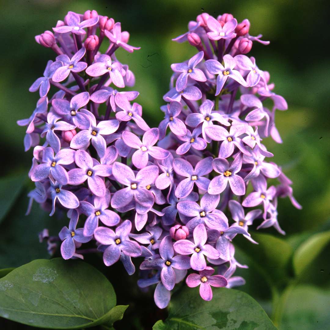 The deep purple blooms on Prairire Petite lilac