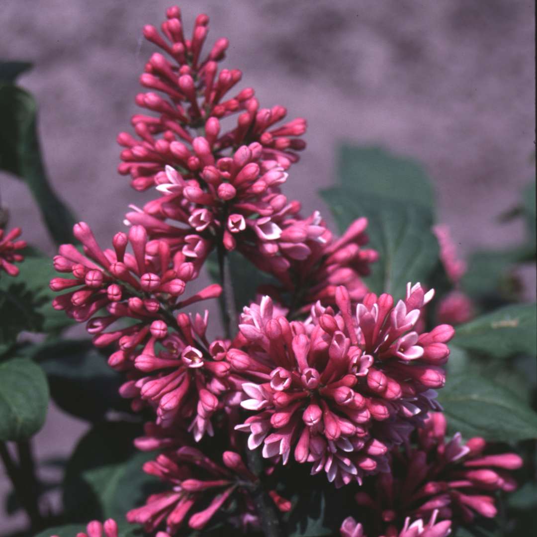 The deep red pink buds of Redwine lilac just about to pop open