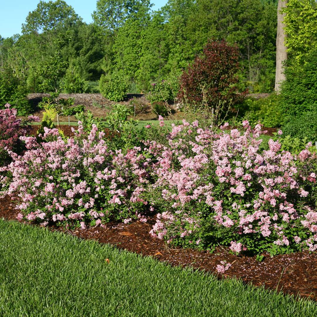 Two Scent and Sensibility dwarf lilacs in the landscape which is quite lush and green in spring