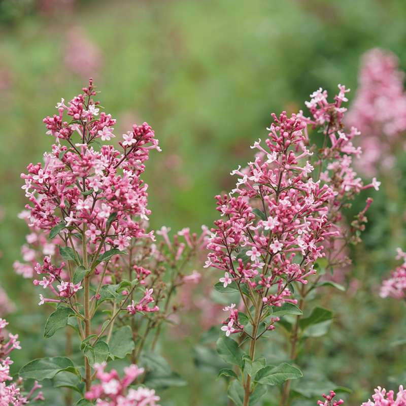 Close up of the rich pink flower spikes of Bloomerang Ballet lilac