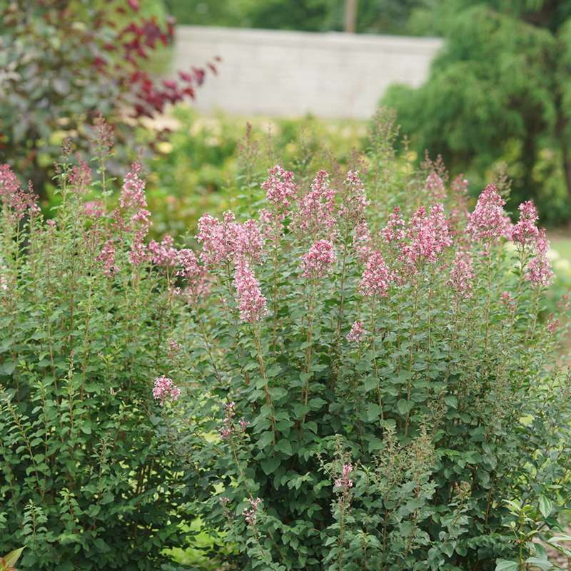 Bloomerang Ballet lilac blooming in the landscape