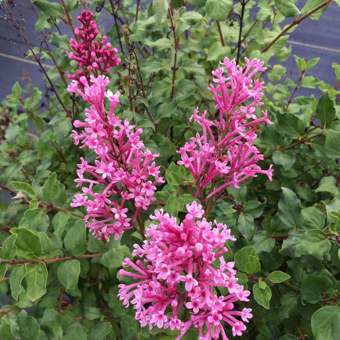 Preview of Bloomerang® Dwarf lilacs; June 14, 2018 PDF