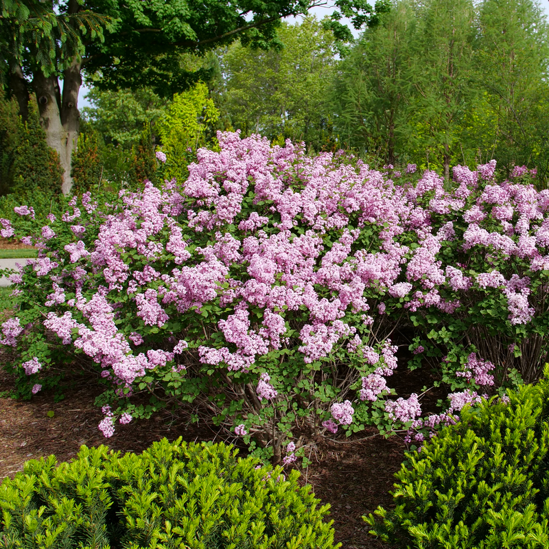 The habit of Bloomerang Purpink lilac