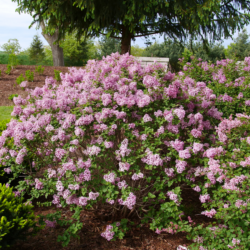 Bloomerang Purpink lilac in a garden