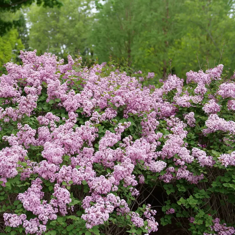 A Purpink lilac bush in blossom