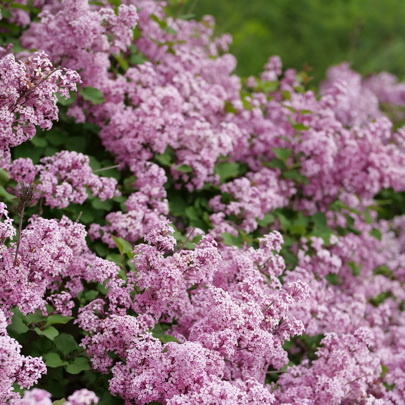 A close up of the purple/pink blooms of Bloomerang Purpink lilac