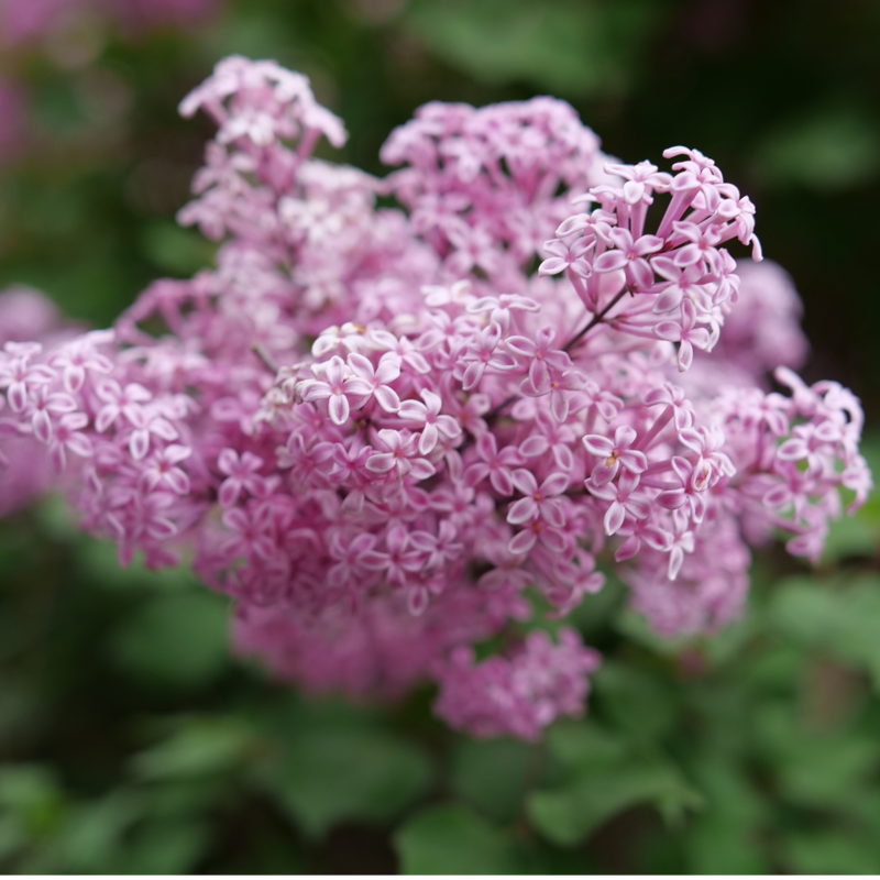 A close up of the bloom of Bloomerang Purpink lilac