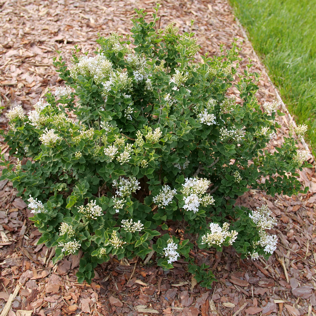 A single mounded Bloomerang Showmound reblooming lilac with white flowers in  late spring.