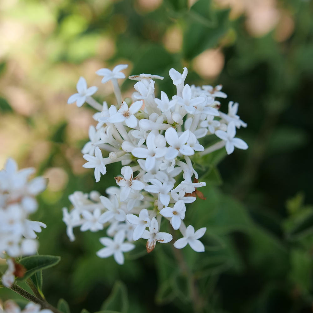 Small white flowers with four petals on Bloomerang Showmound reblooming lilac. 