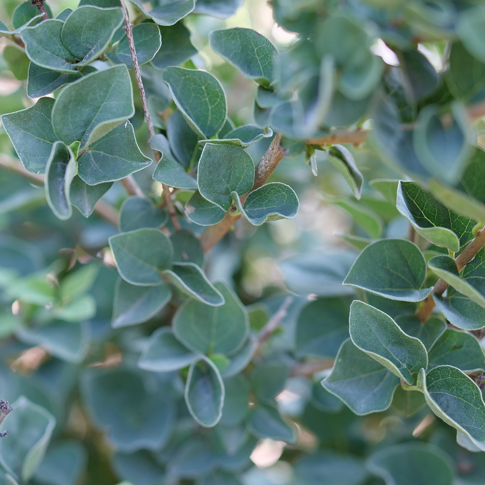 Bloomerang Showmound reblooming lilac with blue-green foliage and an opposite leaf arrangement. 