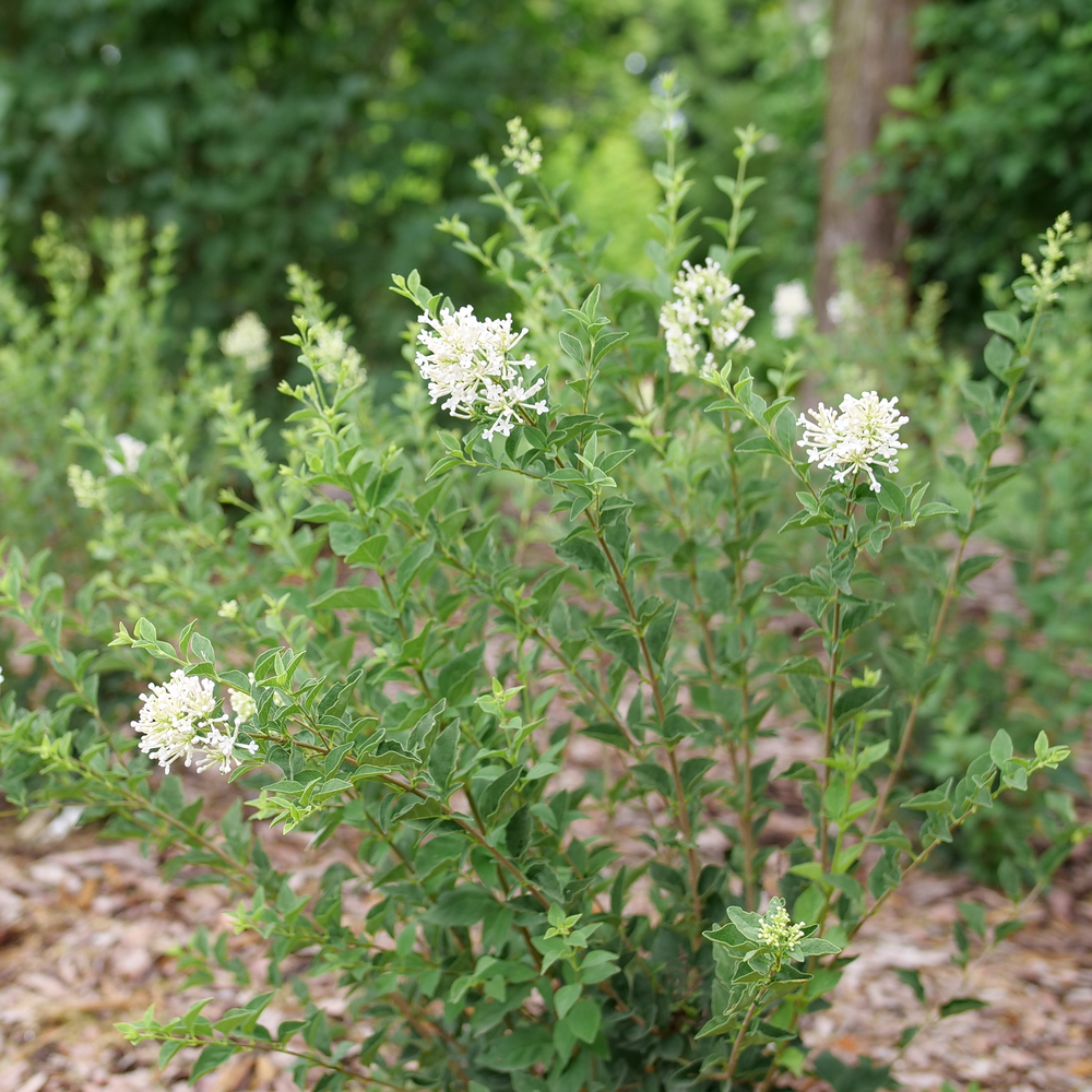 Bloomerang Showmound reblooming lilac with white flower clusters in a landscape. 