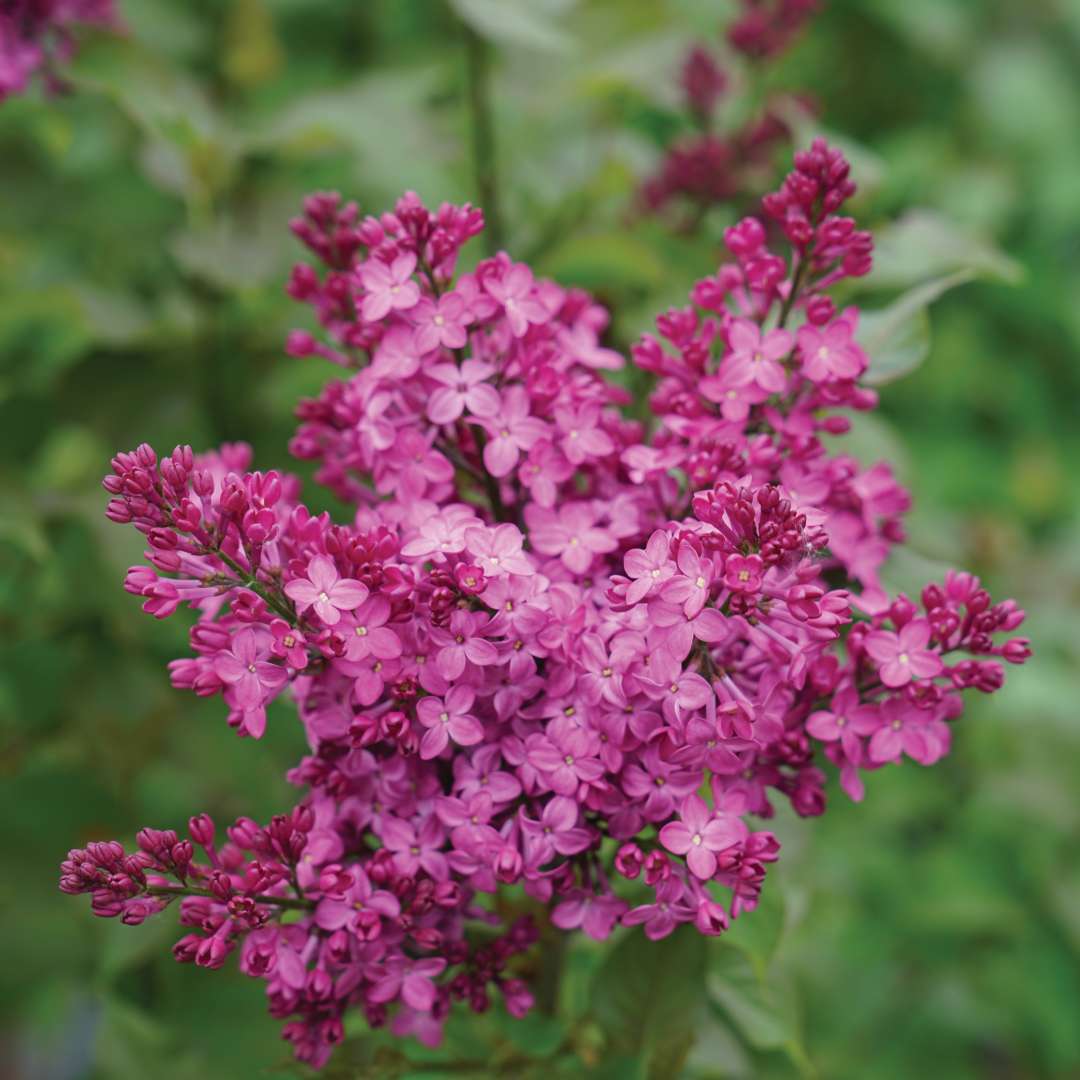 Close-up of magenta lilac flower. 
