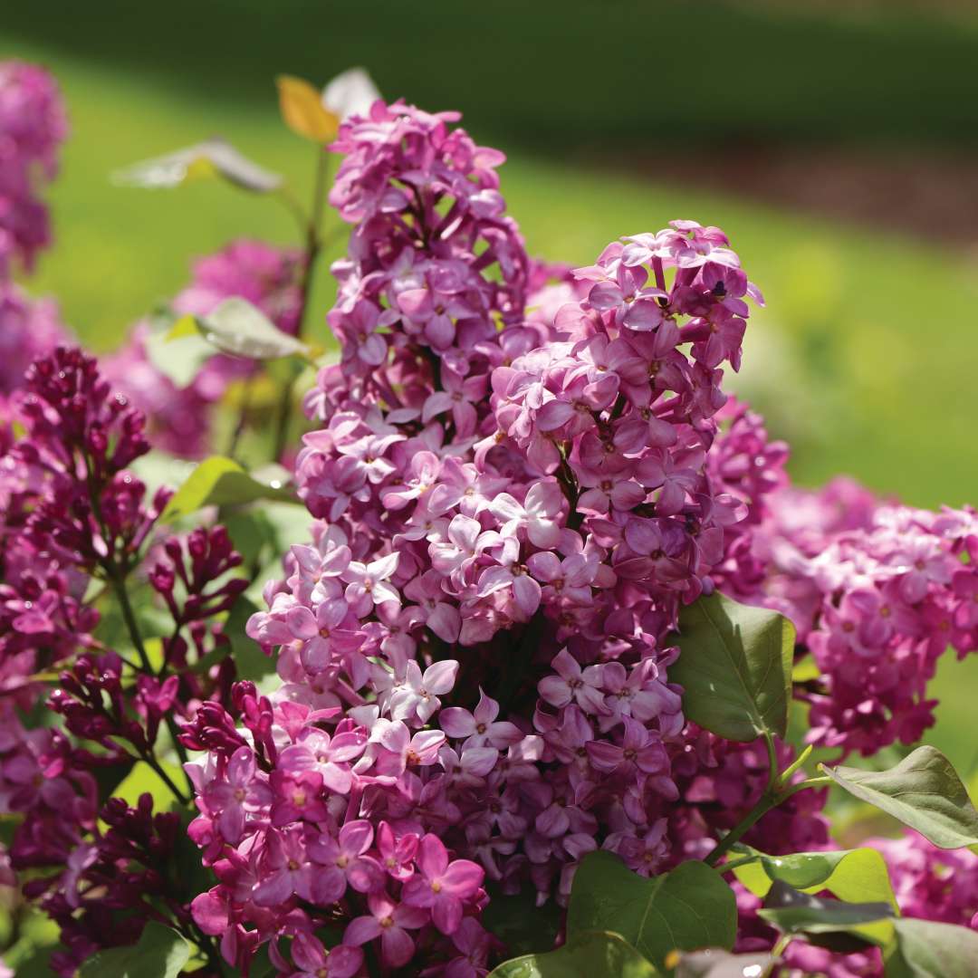 Close-up of magenta lilac flower. 