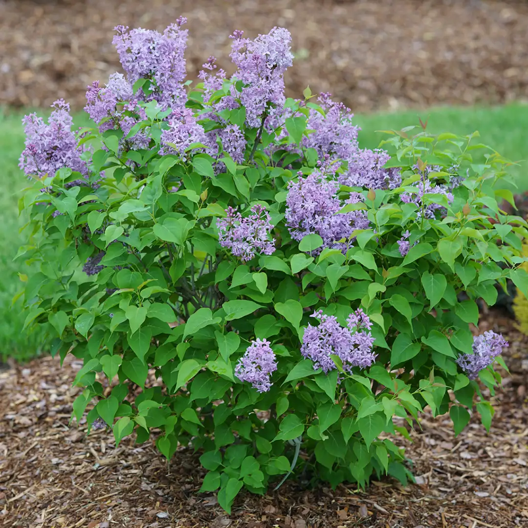 Scentara Pura lilac blooming in a landscape
