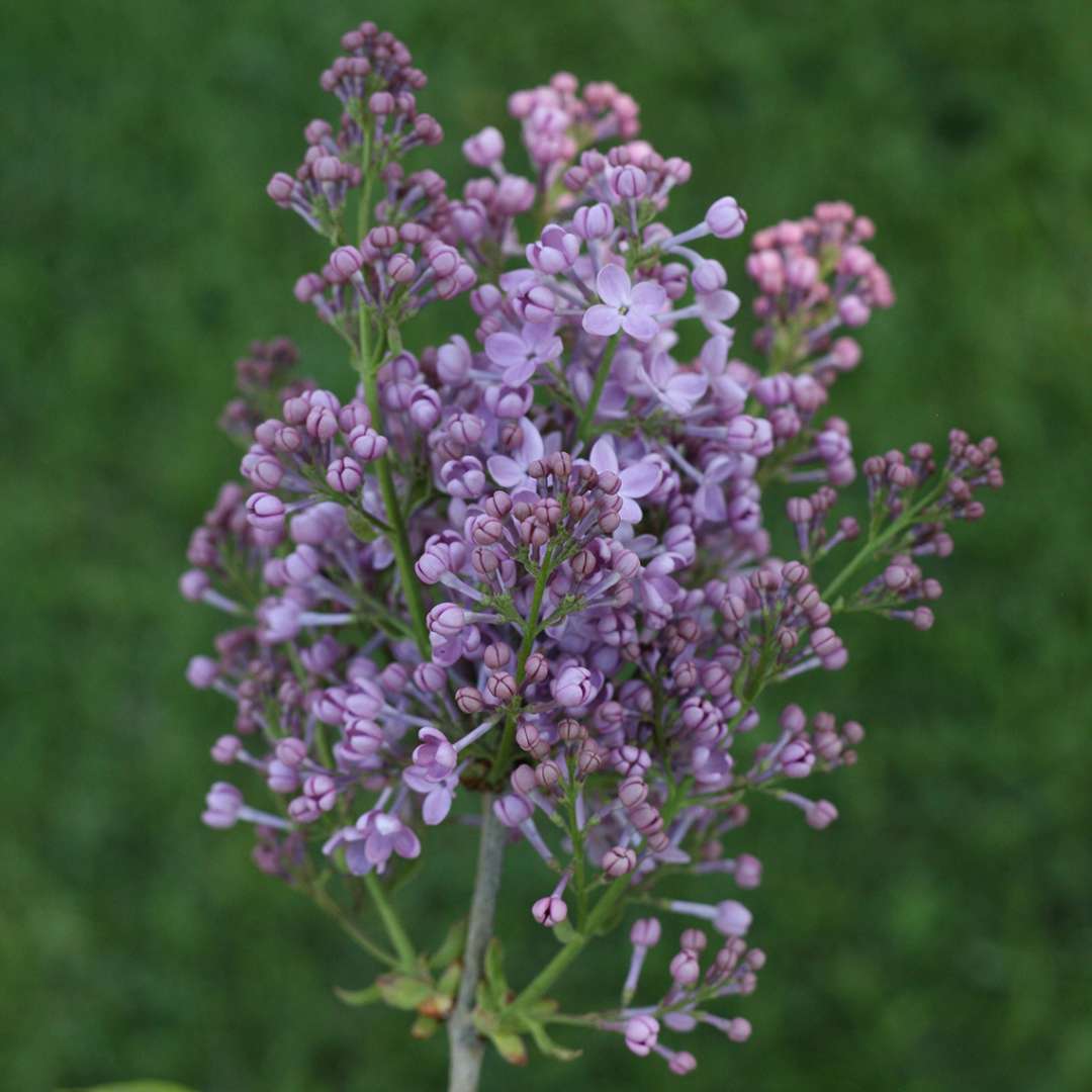 Close up of a purple Scentara Pura lilac bloom