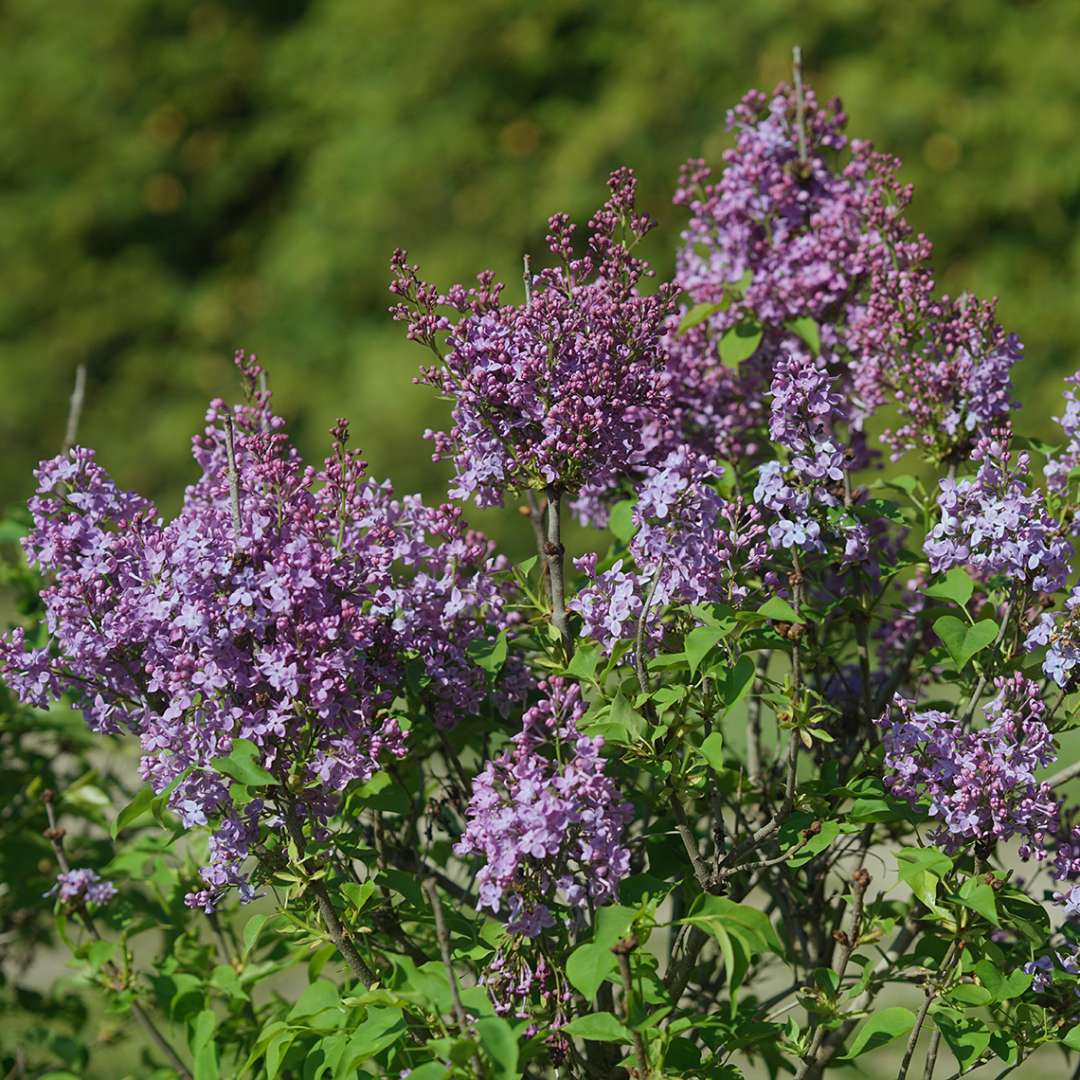 Close up of the purple blooms of Scentara Pura syringa