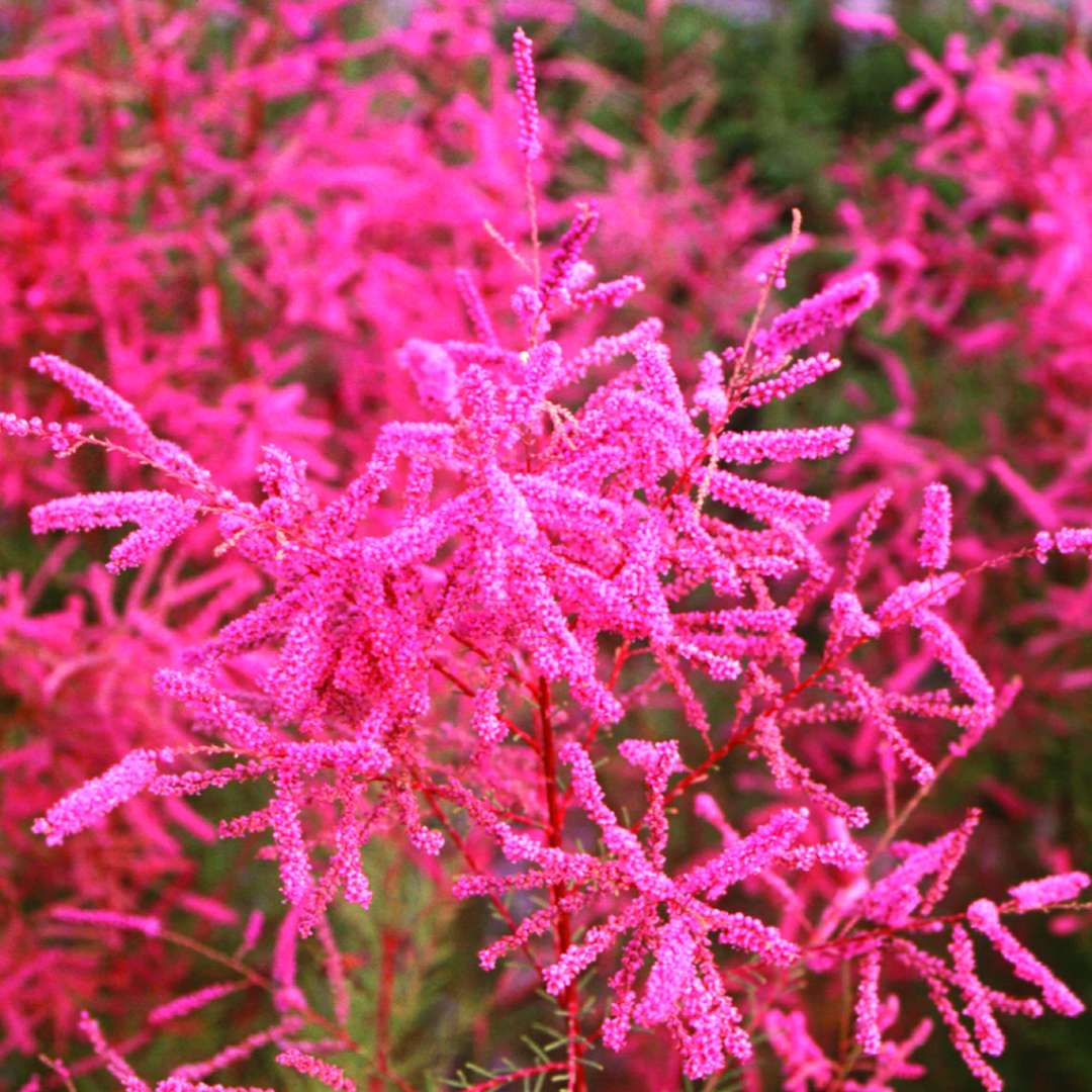 Pink flowers on Pink Cascade tamarisk