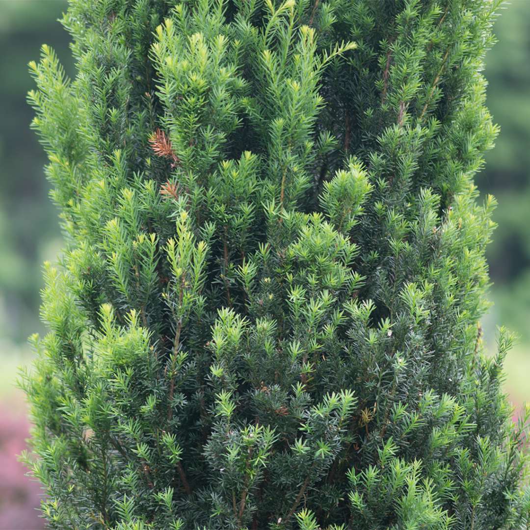 Stonehenge Yew's handsome green foliage