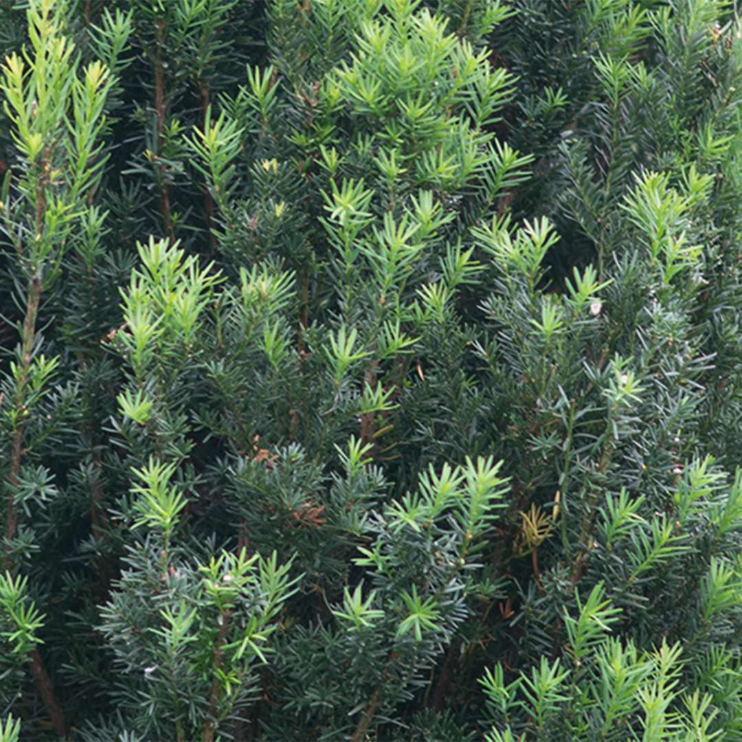 Close-up of Stonehenge Yew's green foliage