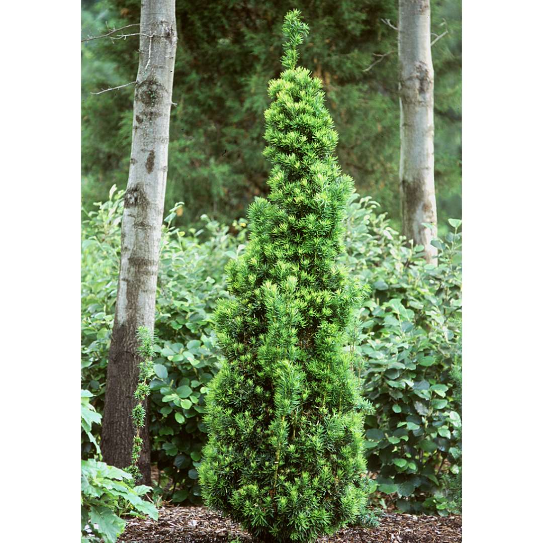 Viridus yew growing in a landscape surrounded by trees