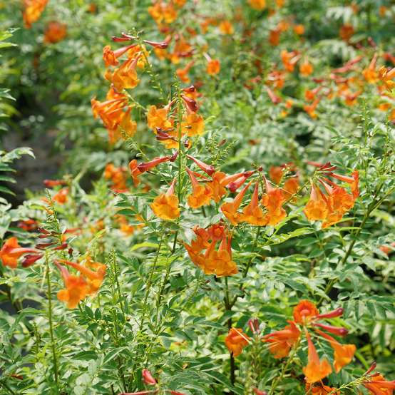 Tecoma Chicklet Orange with bright orange blooms and green foliage.