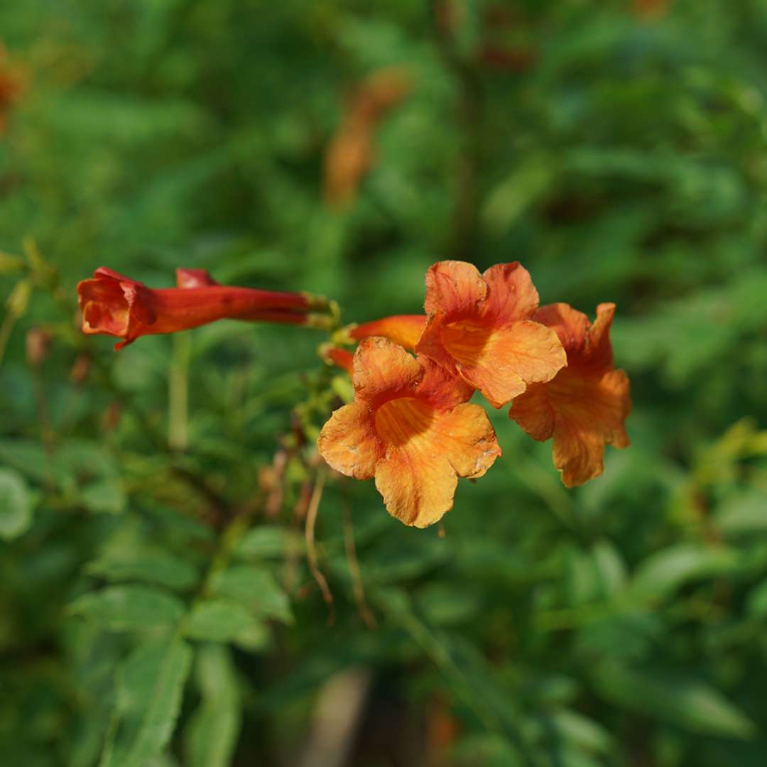 Chicklet Orange trumpet bush with its bright orange blooms against green foliage.