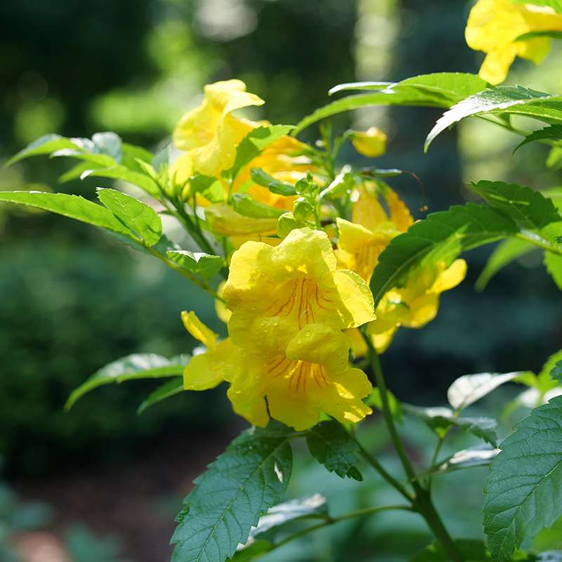 Close up of the trumpet shaped blooms of Chicklet Gold tecoma