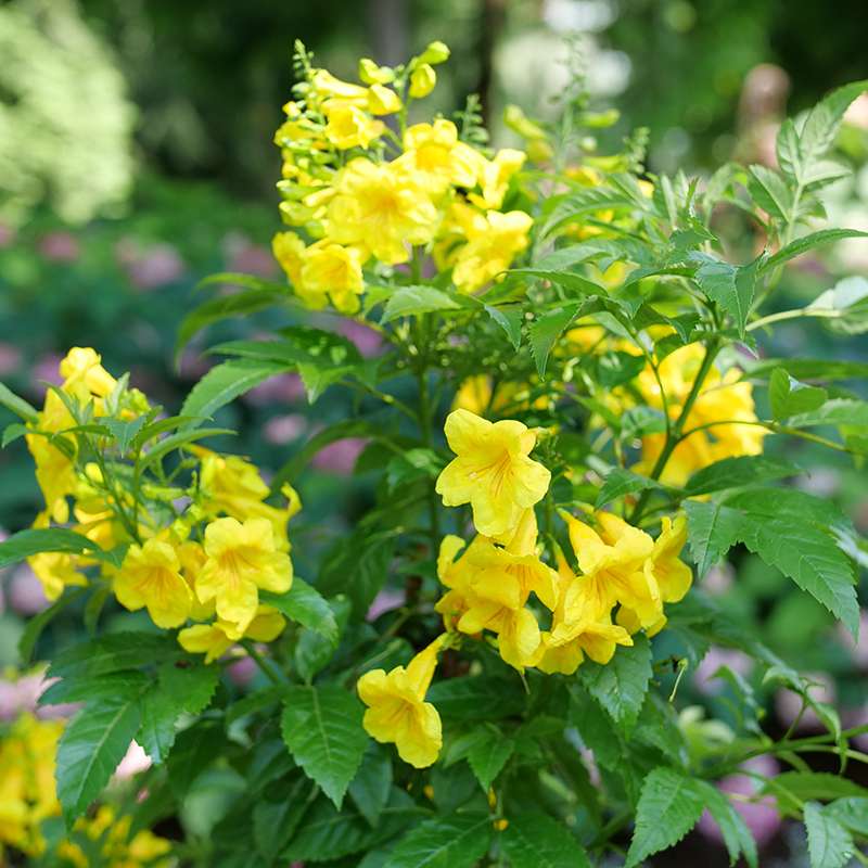 Chicklet Gold trumpet bush blooming in a landscape