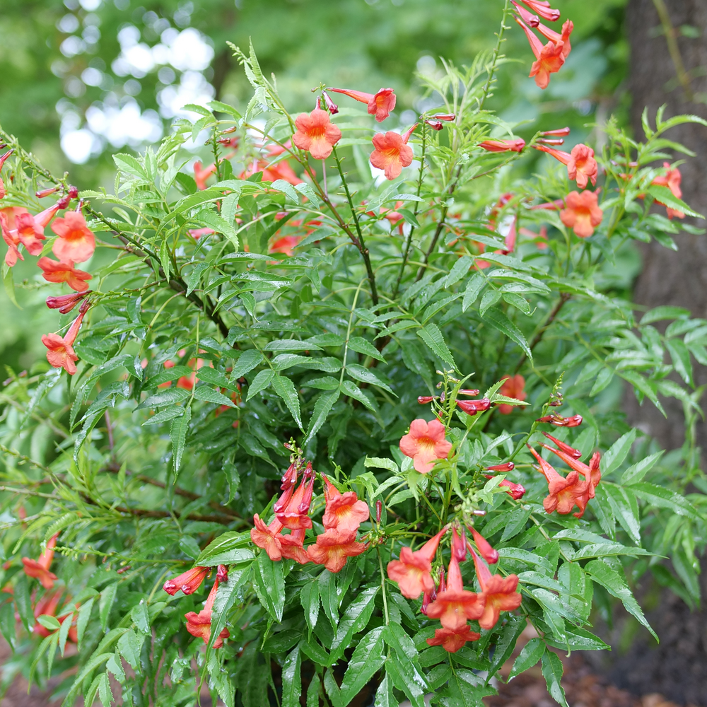 Red trumpet shaped Chicklet Red esperanza flowers surrounded by green foliage in a landscape. 