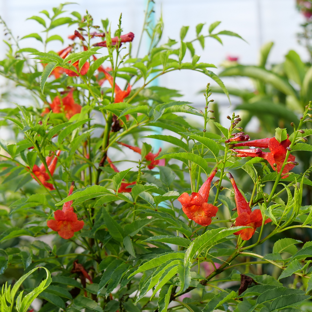 Trumped shaped red Chicklet Red esperanza flowers among green foliage 