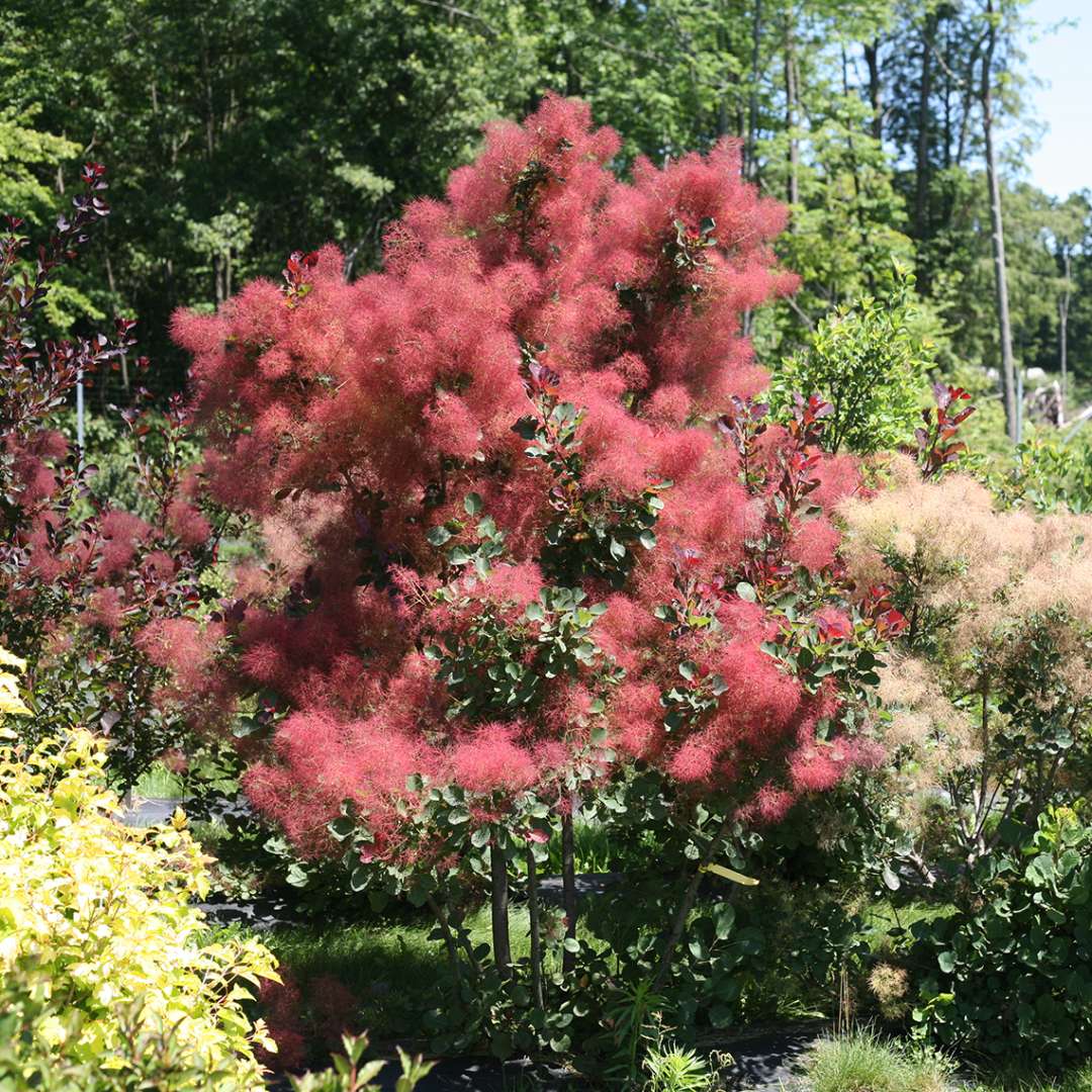 Velvet Fog Smokebush in a garden. 