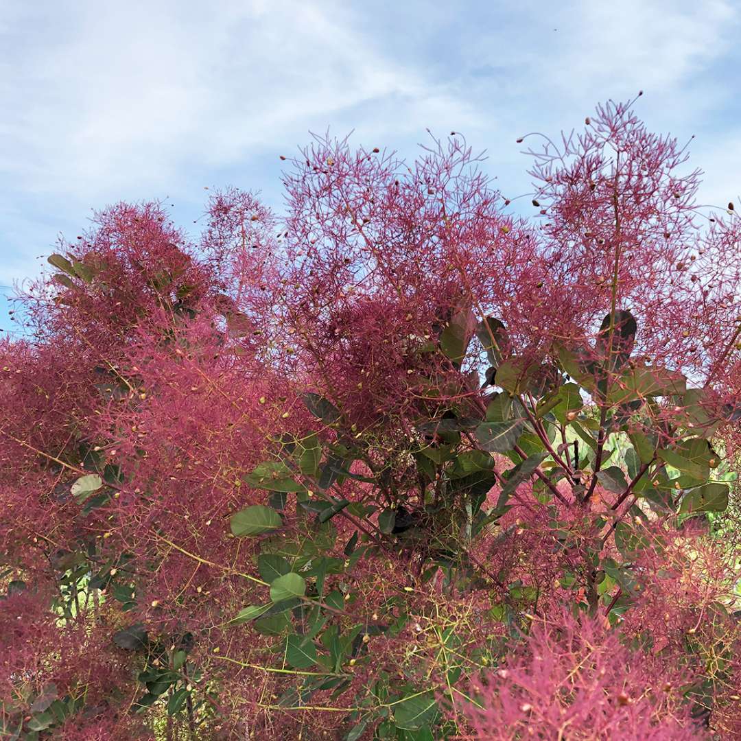 Close-up of the pink smoke-like plumes of The Velvet Fog Smokebush.