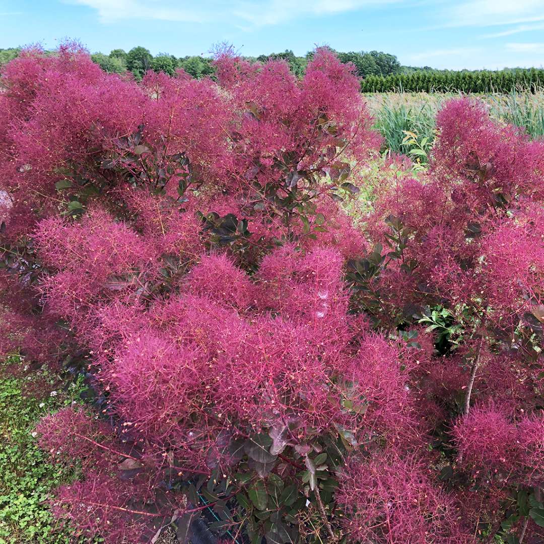 The large pink plumes of Velvet Fog Smokebush. 